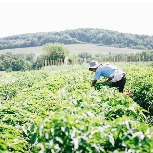 Taproot Farm