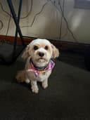 Emily’s Dog Grooming logo