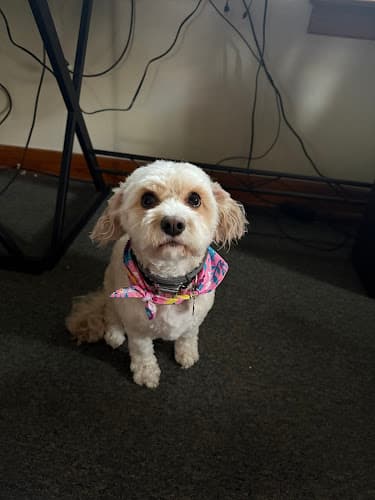 Emily’s Dog Grooming Logo