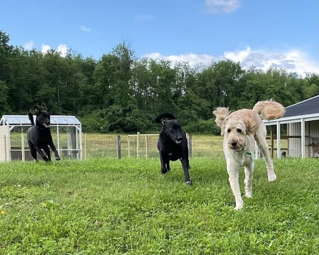 The Canine Country in at Rahndell Farm logo