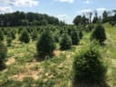 Miller's Christmas Tree Farm- Bernville Location Closed for Season 2020 logo