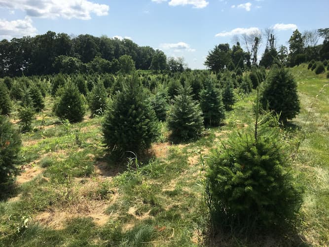 Miller's Christmas Tree Farm- Bernville Location Closed for Season 2020 Logo