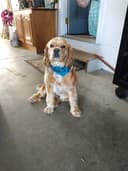 Kauffmans Pet Parlor logo