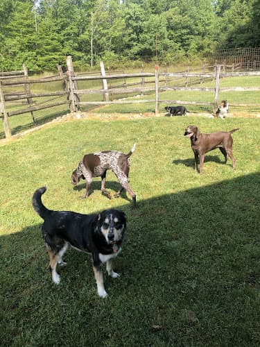 Blue Mountain Dog Camp