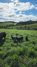 Honey Brook Farm logo