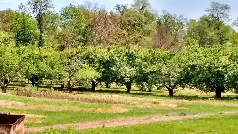 Stoudts Fruit Farm