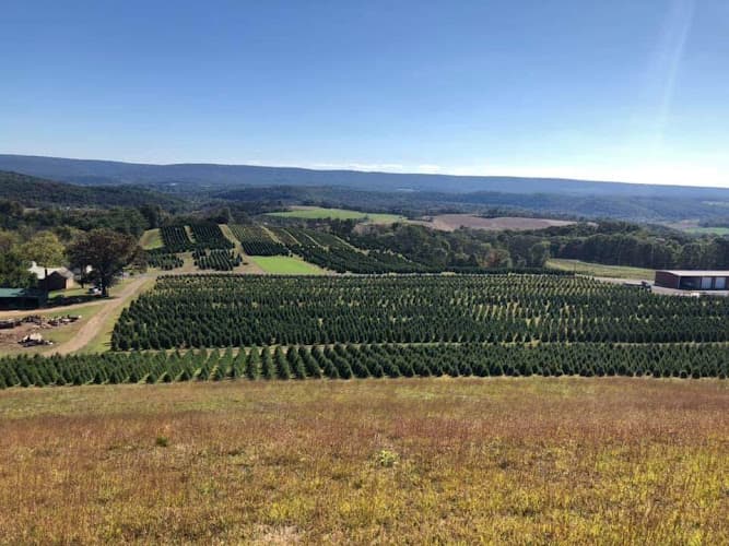 Pioneer Evergreen Farms logo