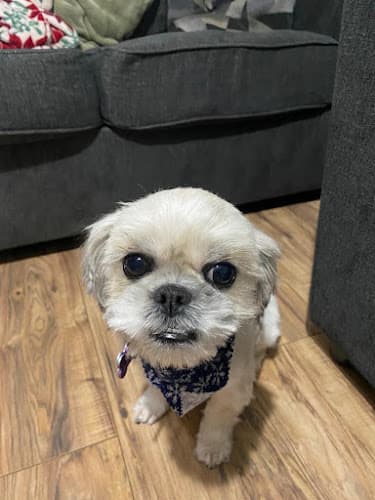 Cole's Kennel and Grooming logo