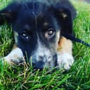 Brierwood Boarding Kennels logo