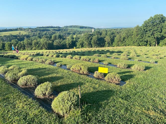 Hope Hill Lavender Farm LLC logo