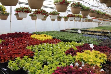 Kreider's Greenhouse logo