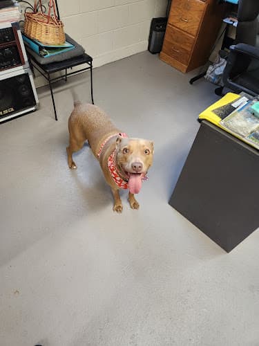 Kennel Fredericksburg, PA - Country Jack's Boarding Kennel logo