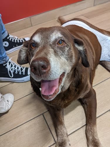 Veterinary Medical Center of Lebanon, Inc logo