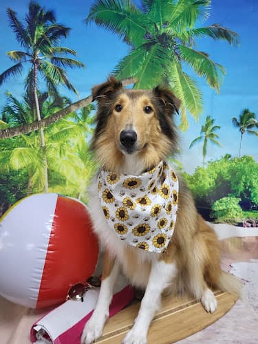 The Lucky Dog Grooming Company logo