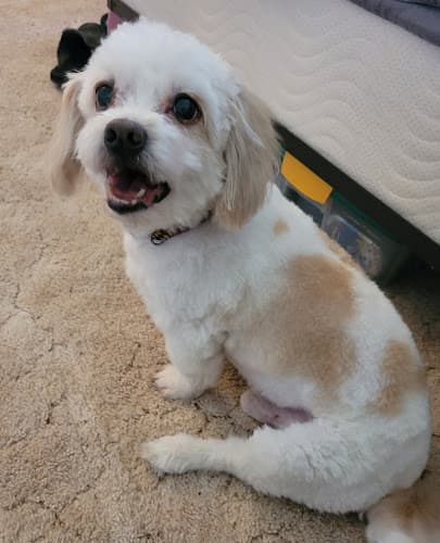 Pampered Pet Parlor logo