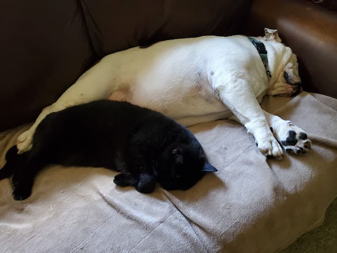 Paws and Kisses Pet Sitting Jetaime Hoffer logo