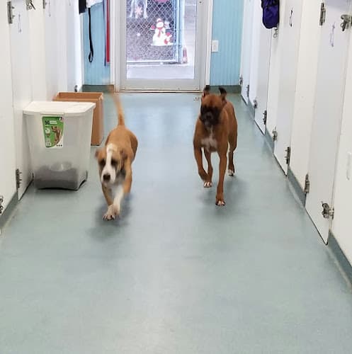 Glamorous K9S Pet Boarding Resort logo