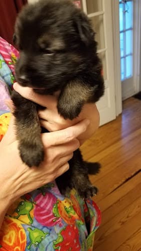 Lynn Zerbe Therapeutic Massage logo