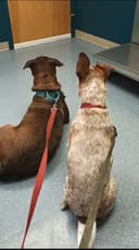 Bernville Veterinary Pet Spa & Resort logo