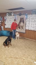 Help Your Dog Succeed logo