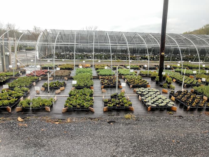 Mountain Spring Nursery, LLC (Wholesale Only) logo