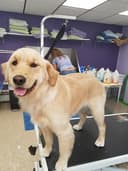 Woofers & Whiskers Dog Grooming logo