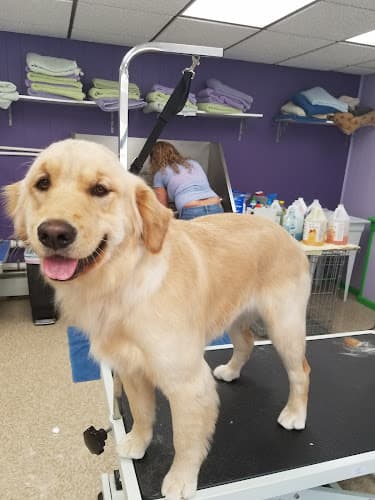 Woofers & Whiskers Dog Grooming logo