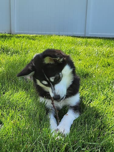 Whistle Hill Puppies logo