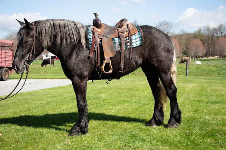 Brubacker Horse Farm logo