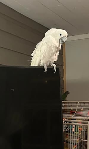 Blackhorse Enterprises logo