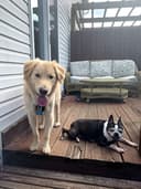 Julie's petsitting/Dog Walking logo