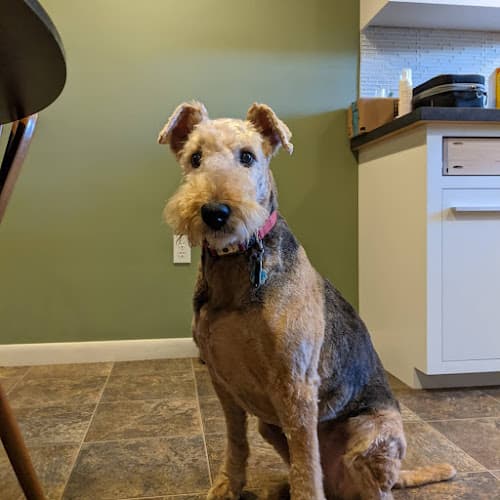 Animal Crackers logo