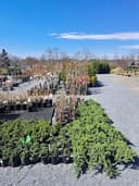 Sunset Acres Nursery logo