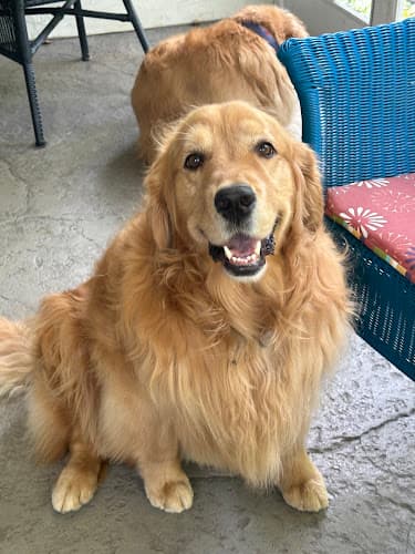 Paws’n’Tails Pet Sitting Services logo