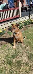 Lititz Veterinary Clinic logo