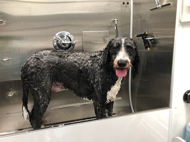 Bubbles and Biscuits LLC logo