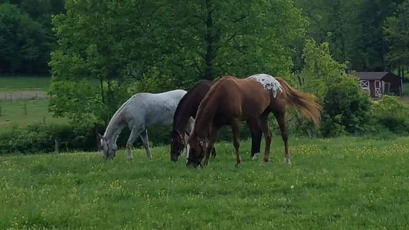 Eggert Equine Sports Massage logo