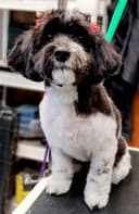 The Caticorn Pet Grooming logo