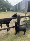 Moritzen Family Pet Sitting logo