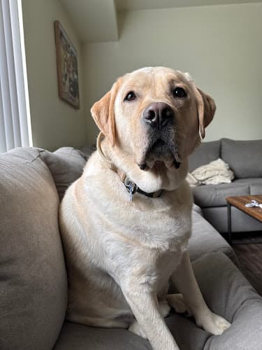 Country Pets Grooming & Salon logo