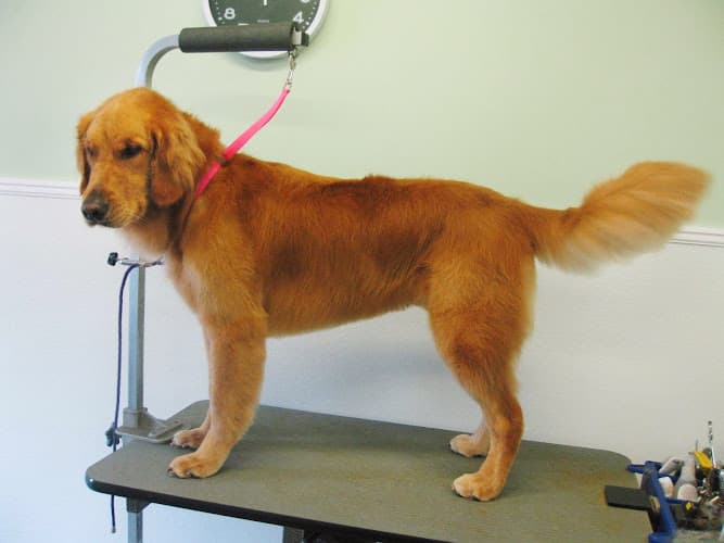 Shaggy to Chic, LLC