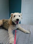 Metro Pet Vet Leola logo