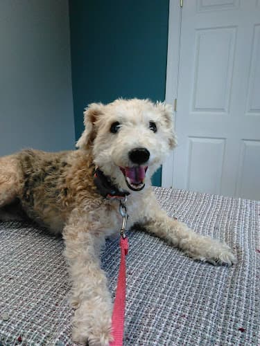 Metro Pet Vet Leola logo