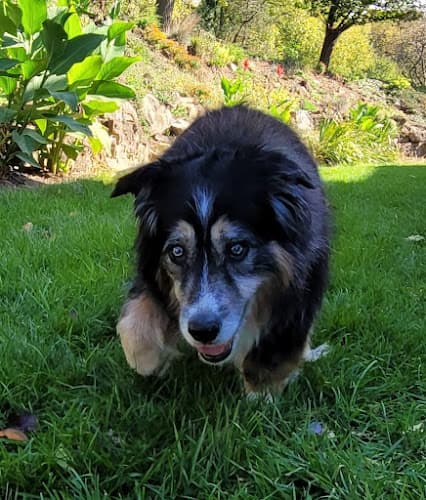 Harborwoods Boarding Kennel logo