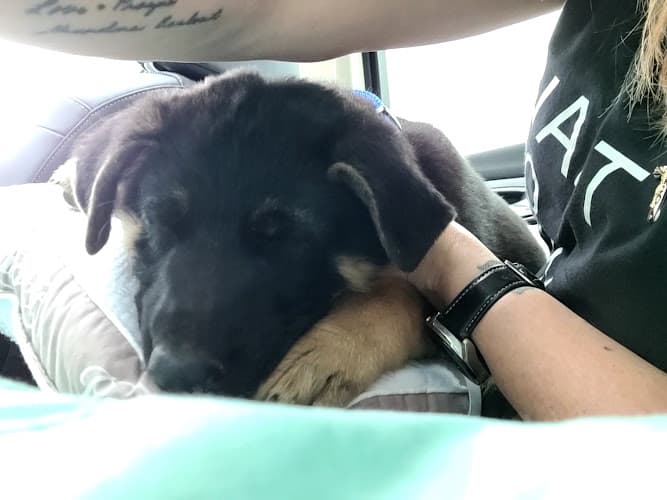 Fieldcrest Dog Boarding logo