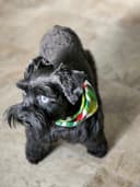 Pet Salon Hairs & Snairs logo