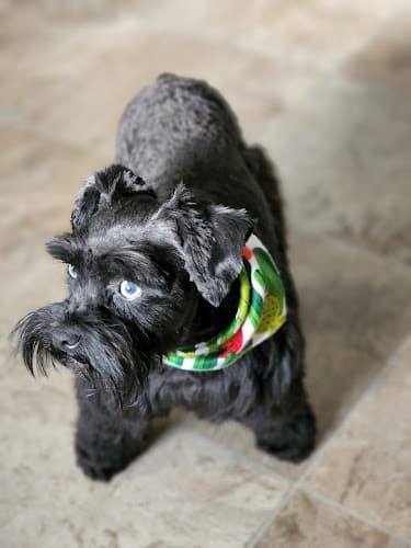 Pet Salon Hairs & Snairs logo