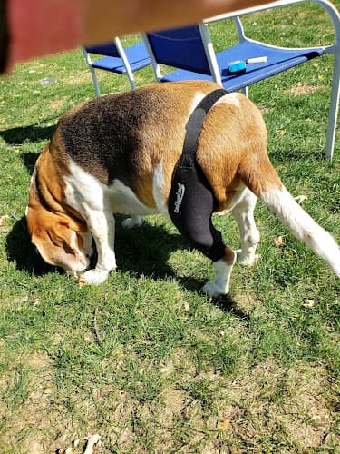 Lancaster Veterinary Specialties logo