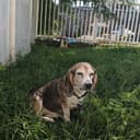 Forest Ridge Kennels logo