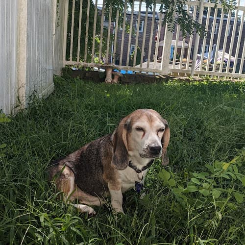 Forest Ridge Kennels logo